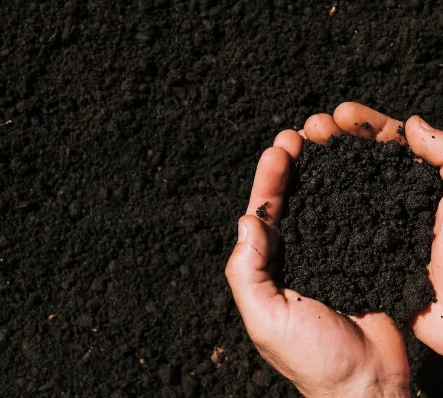 პირველი ნაბიჯები